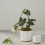 Elemental Pot – 3.25″